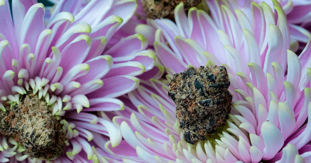 Cannabis Flavor Guide: How to Choose Strains by Taste, Smell, and Appearance