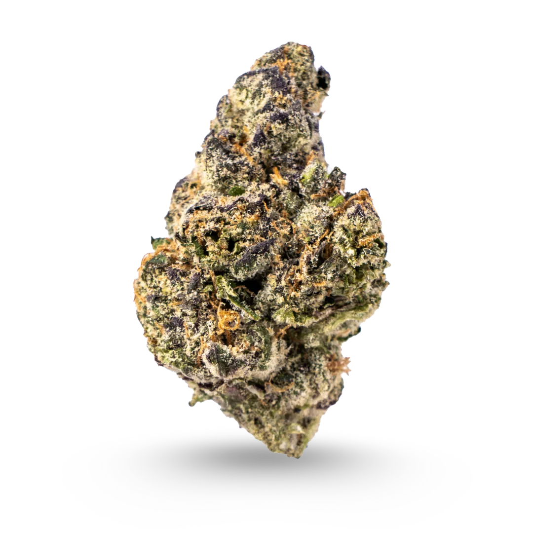 Jealousy Exotic Flower